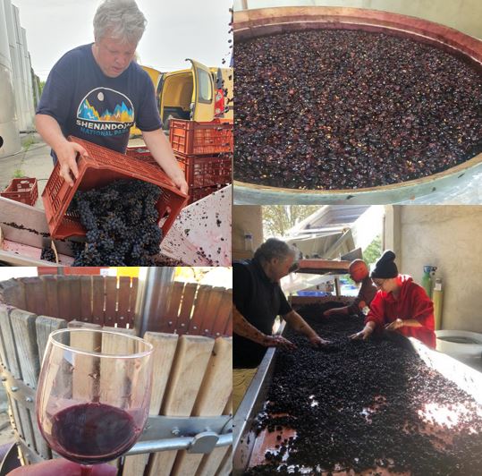 Hourqueyre winemaking picture