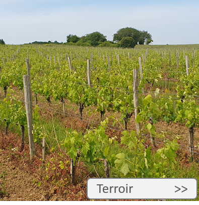 terroir k